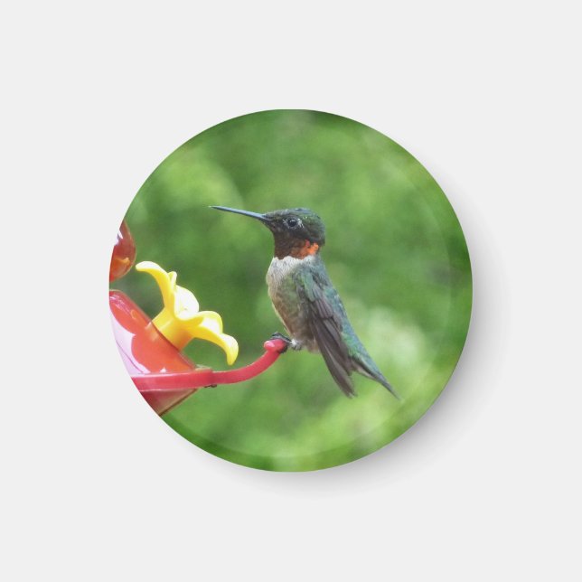 Íman Fotografia de Beija-Flor-de-Pescoço-Rubro (Frente)
