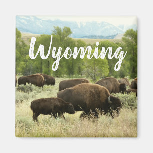 Íman Fotografia de bisão da natureza de Wyoming