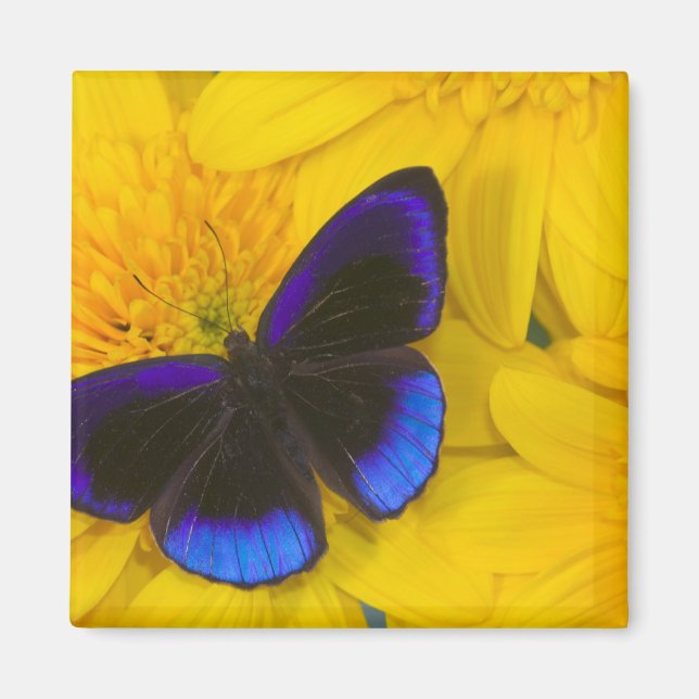 Íman Fotografia de Borboleta (Frente)
