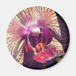 Íman Fotografia de Cima da Flor de Orquídea