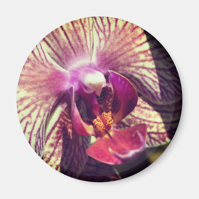 Íman Fotografia de Cima da Flor de Orquídea (Frente)