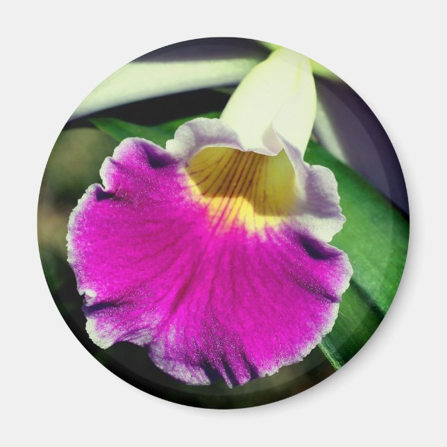 Íman Fotografia de Flor de Orquídea Delicada (Frente)
