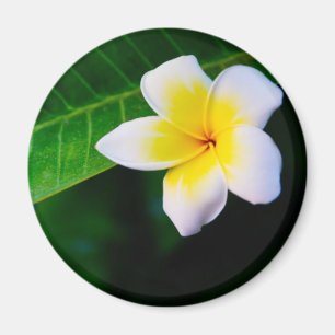 Íman Fotografia de Flor de Plumeria