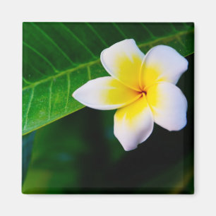 Íman Fotografia de Flor de Plumeria