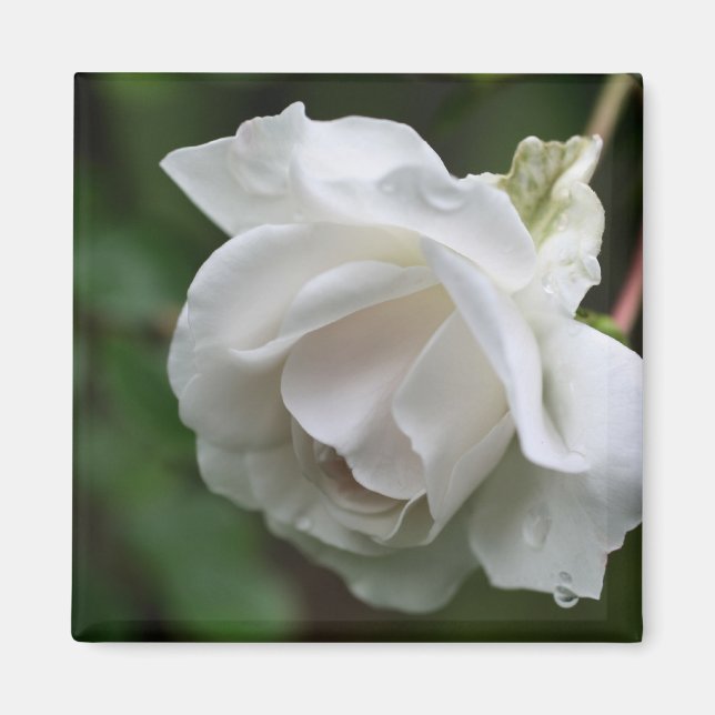 Íman Fotografia de Flor de Rosa Branca (Frente)