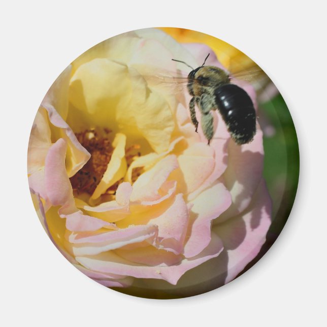 Íman Fotografia de Flor de Rosa e Abelha  (Frente)