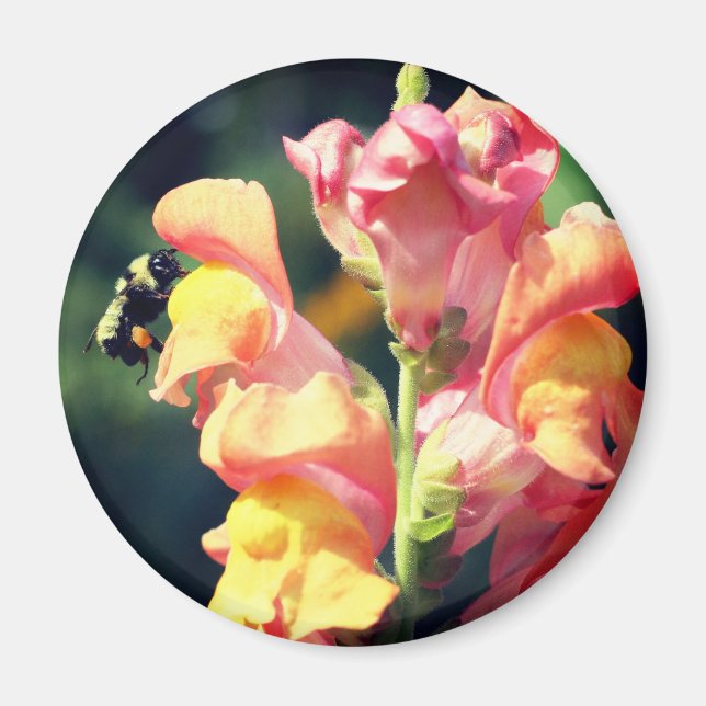 Íman Fotografia de Flor de Snapdragon e Abelha  (Frente)
