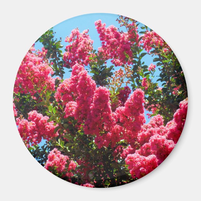 Íman Fotografia de Flores de Crape Myrtle Rosa (Frente)
