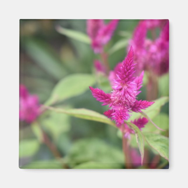 Íman Fotografia de Flores Rosa Celosia Garden Nature (Frente)