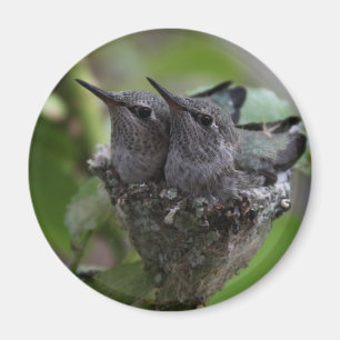 Íman Fotografia de Hummingbird Adorável