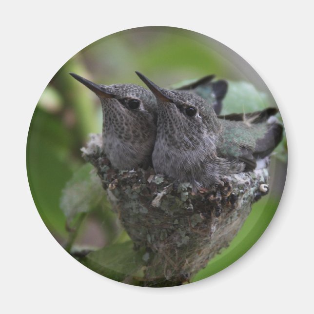 Íman Fotografia de Hummingbird Adorável (Frente)