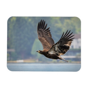 Íman Fotografia de Juvenile Bald Eagle Wildlife