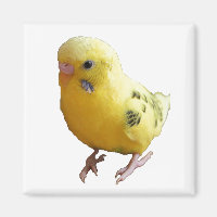 Fotografia de Pássaro Amarelo-Bonito de Peixe