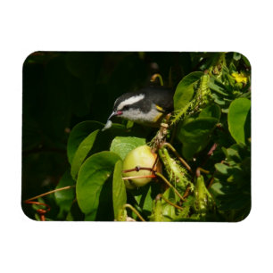 Íman Fotografia de Pássaro Bananaquit Comendo Tropical