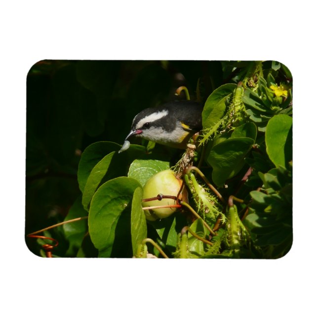 Íman Fotografia de Pássaro Bananaquit Comendo Tropical (Horizontal)