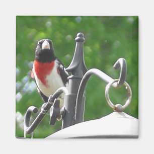 Íman Fotografia de pássaros Grosbeaks, de peito rosa