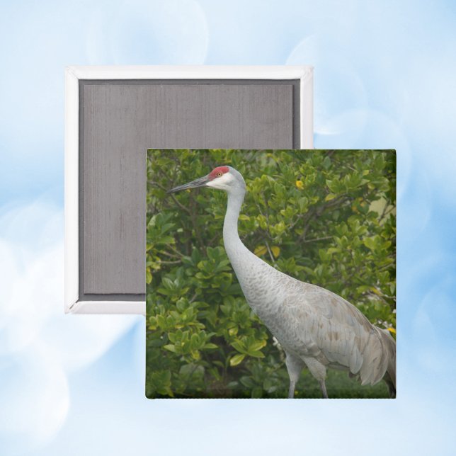 Íman Fotografia de Sandhill Crane Nature Bird (A magnet with a photo of a sandhill crane bird)