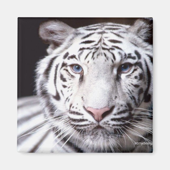 Íman Fotografia de Tigre Branco (Frente)