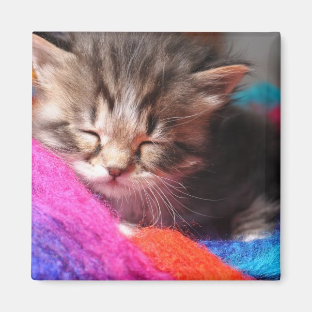 Íman Fotografia de um gatinho recém-nascido sonolento e (Frente)