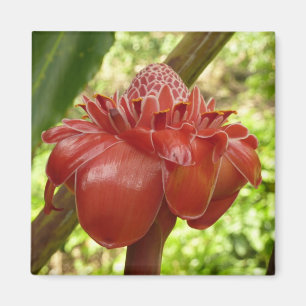 Íman Fotografia do Flor Tropical de Red Torch Ginger