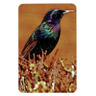 Íman Fotografia do pássaro de Starling