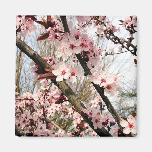Íman Fotografia do primavera Plum Blossoms (Frente)