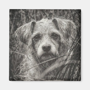 Íman Fotografia do Retrato Branco e Preto-Cachorro