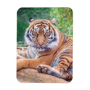 Íman Fotografia do Tigre de Reclinagem Estonteante
