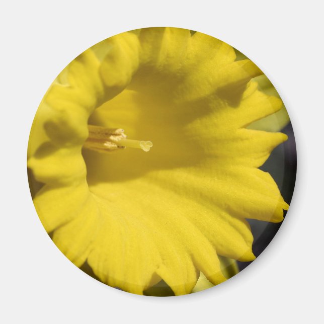 Íman Fotografia em Close Up da Flor de Narciso Amarelo (Frente)