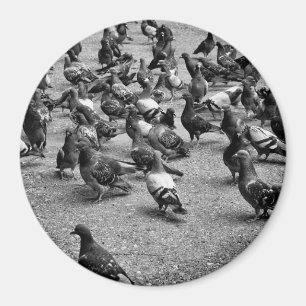 Íman Fotografia em preto e branco de muitos pombos