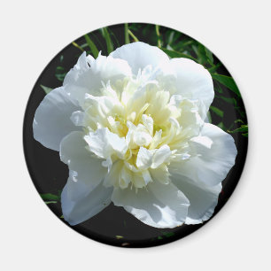 Íman Fotografia floral branca de pénia branca Elegante
