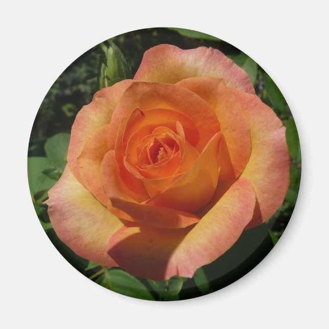 Íman Fotografia Floral Laranja Peach Rosa (Frente)