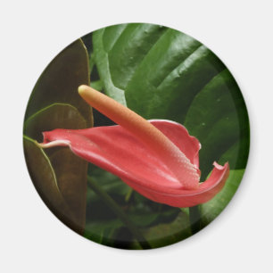 Íman Fotografia Floral Rosa Calla Lily Elegante