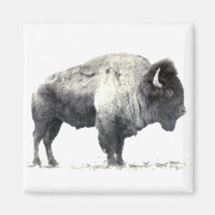 Íman Fotografia histórica do American Bison