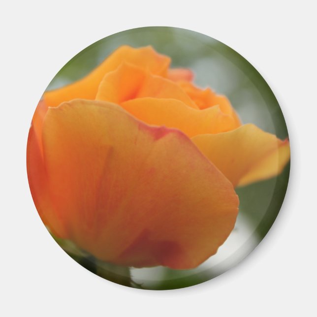 Íman Fotografia linda de rosa amarela. (Frente)