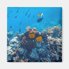 Íman Fotografia náutica Animal Marinho Fotografia Peixe