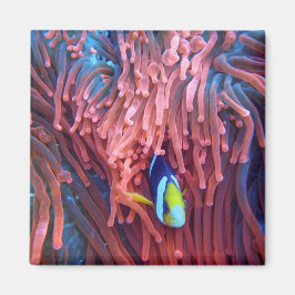 Íman Fotografia náutica marinha aquática