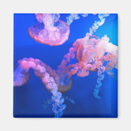 Íman Fotografia náutica marinha aquática