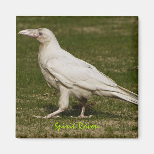 Íman Fotografia Rare White Raven Wildlife