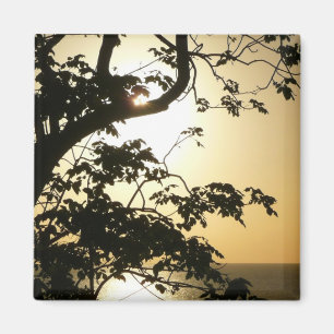 Íman Fotografia Tropical II através do Sol