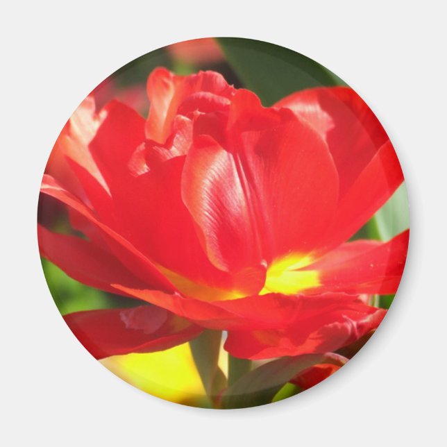 Íman Fotografias da Tulipa Vermelha (Frente)