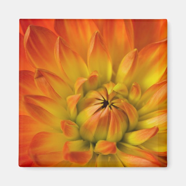 Íman Fotografias de Dalhia com a (Frente)