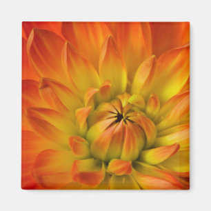 Íman Fotografias de Dalhia com a flor