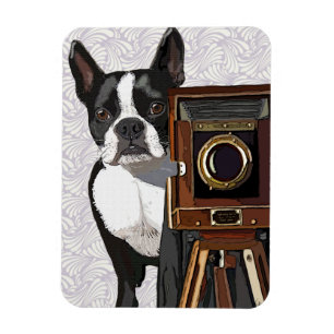 Íman Fotógrafo de Boston Terrier 2