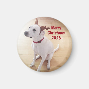Íman Fotos de Cachorro Rena Branco Fofo Natal Feliz