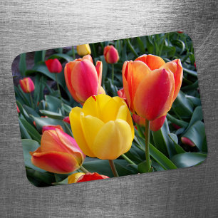 Íman Fotos do Jardim de Tulipas Vibrantes Amarelas e Ve