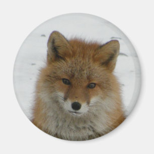Íman Fox Aleutian