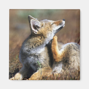 Íman Fox Cinza no Parque Nacional Torres Del Paine