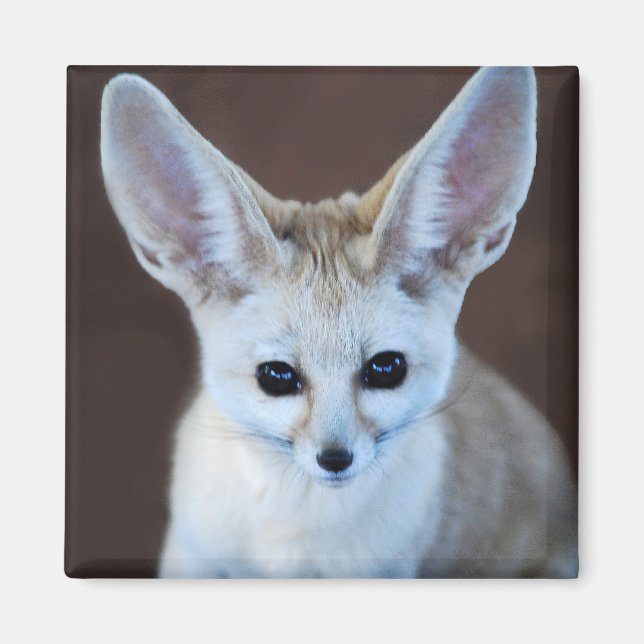 Íman Fox Futest Fennec do Mundo (Frente)