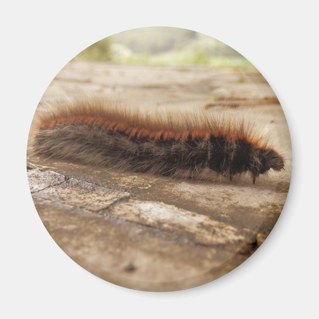 Íman Fox Moth Caterillar Magnet (Frente)
